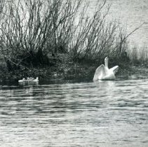 Swans at Winter Pond