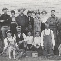 Cranberry pickers Wareham, MA