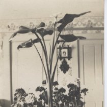 Maria Howland's Flowers