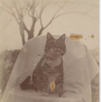 Velna Brightman's Cat/Westport