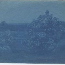 Flowering shrubs of Westport