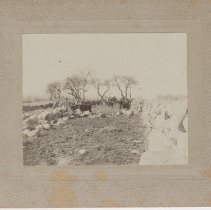 Fred Howland's Cows/Pasture