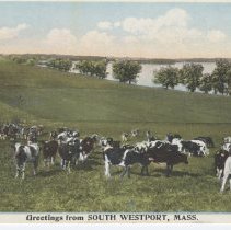Cows in field,S. Westport, Ma.