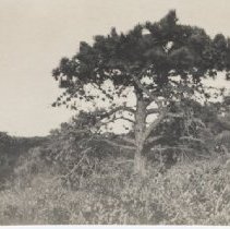 West Beach dunes before ' 38 H