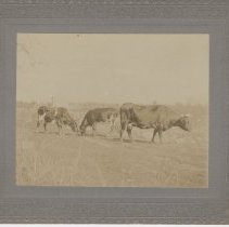 Grazing cows on John Howland's