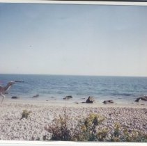 East Beach, Westport