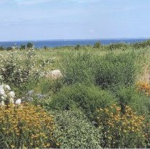 Horseneck Road in August