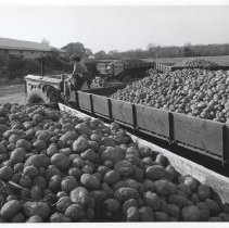 Samson Potatoe Farm