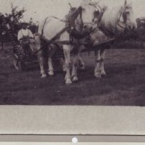 horses hitched to farm machine