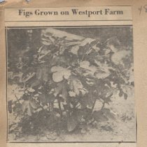 Fig Crop grown on Westport Farm