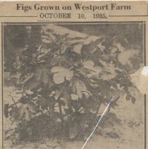 Figs grown on Westport farm