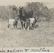 Cow with twin calves