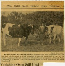 Oxen still used on Farm