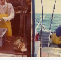 Baiting Bait bags - F/V SideShow 1976