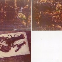 Trap full of lobsters F/ SideShow 1975