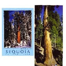 General Sherman Tree