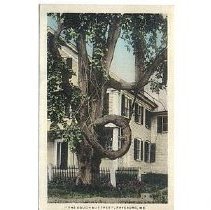 the Dough-nut tree, Fryeburg, ME