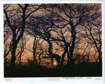 Trees on Stratton Bald.