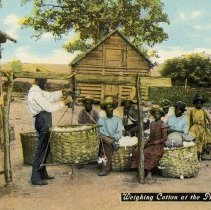 Weighing Cotton at the Planters Home