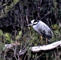 Yellow-Crowned Night Heron