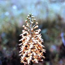 Yellow Fringed Orchid