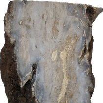 Withlacoochee River | Petrified Wood