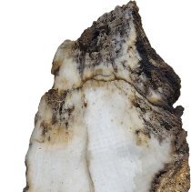 Withlacoochee River | Petrified Wood