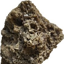 Withlacoochee River | Agatized Coral