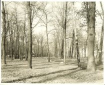 Road through the park
