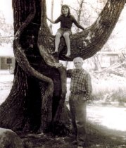 Trail Tree near 500 North Avenue