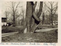 Trail tree along North Avenue