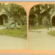 Photograph taken by Lloyd Snyder ca. 1910.  Ashland Cemetary, Main Street,