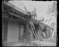 Grandpa on ladder, photo by Alice Austen, 1891