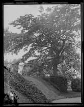 Locust Tree on our Terrace, photo by Alice Austen, ca. 1905