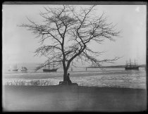 Tree, grandpa, & ice in bay, photo by Alice Austen, 1888