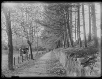 View of south shore road, photo by Alice Austen, 1888
