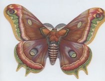 front and back covers (open)