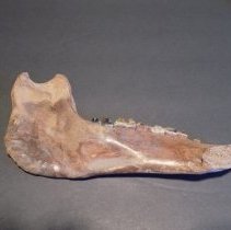 Fragment, Bone