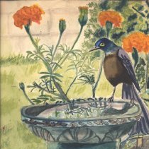 Grackle on Bird Bath