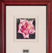 Hazel McCallion Rose