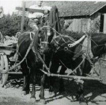 John Picard with Horse Team