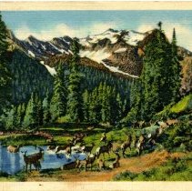 Elk Herd Postcard