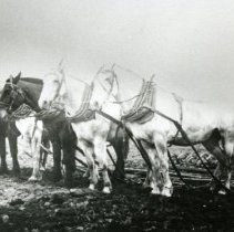 Fred Goffin Working the Fields, c. 1934