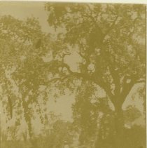 Old Tree at Lee Laughlin's