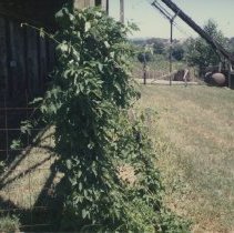 Hop vines