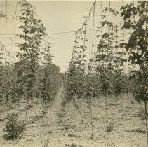 Hop Yard