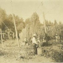 Harvesting of Hops