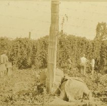 Harvesting of Hops