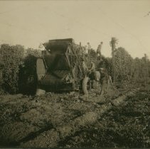 Harvesting Hops