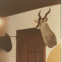 Deer head at Wetzel Ranch Adobe